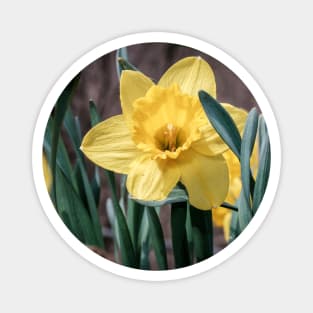 Yellow Trumpet Daffodils Photograph Magnet